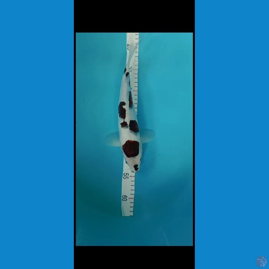 original budo 31cm