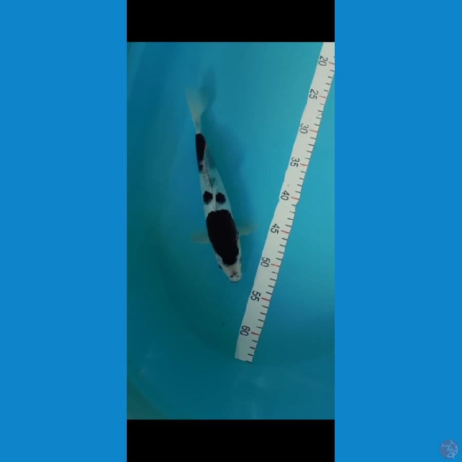 budo ori 28cm