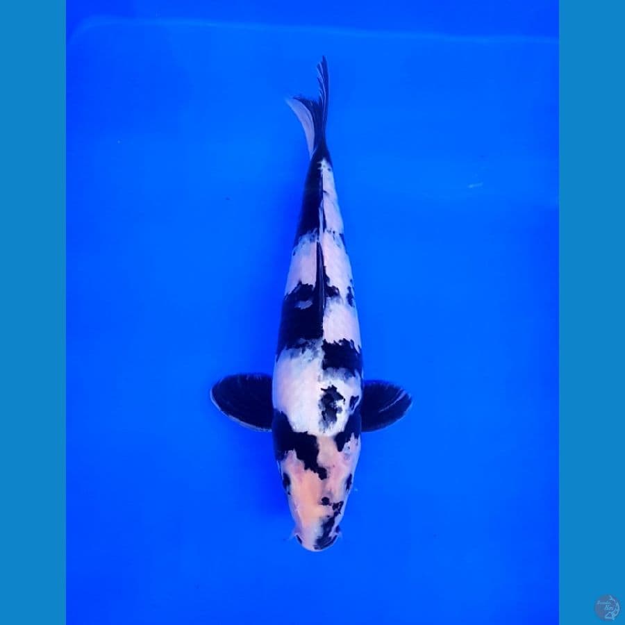 SHIRO UTSURI TEGOI HAMPIR FINIS M/30CM