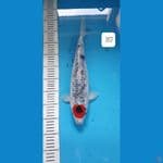 tancho 37cm