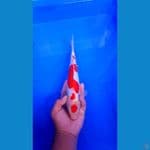 MARUTEN KOHAKU ORI M/27CM 