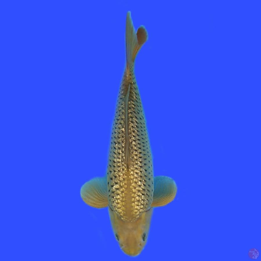 midhori super ghindrin super munuk male 40cm