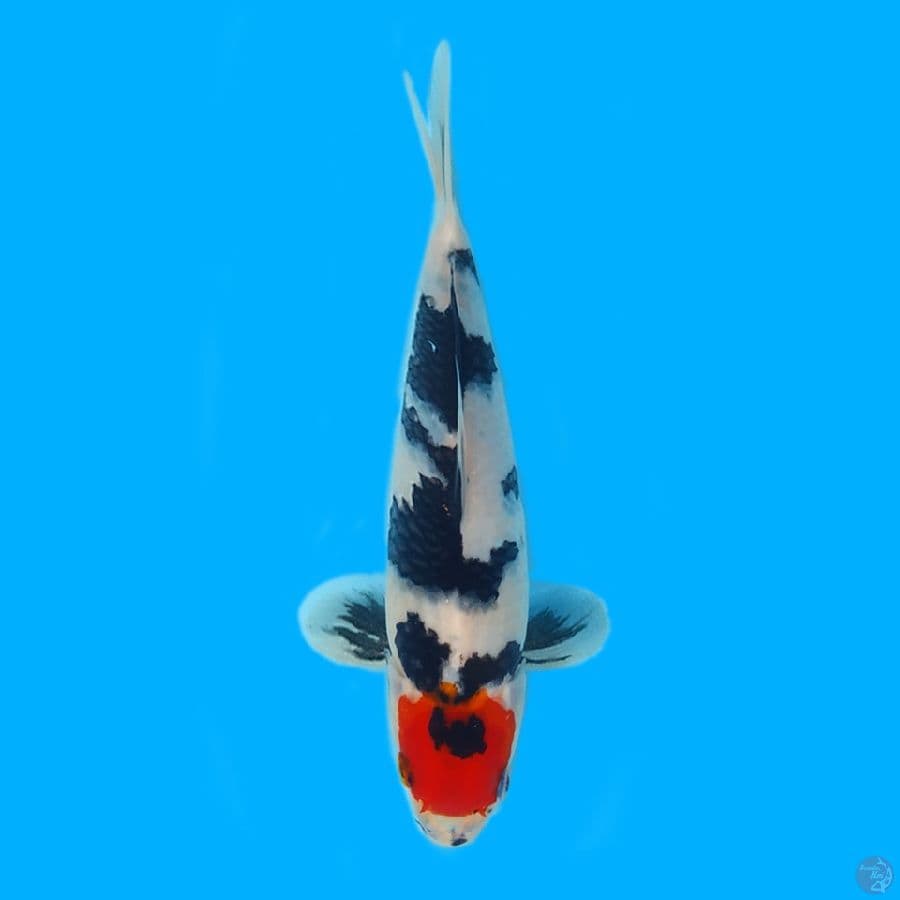 Tancho Showa 23cm Show Quality