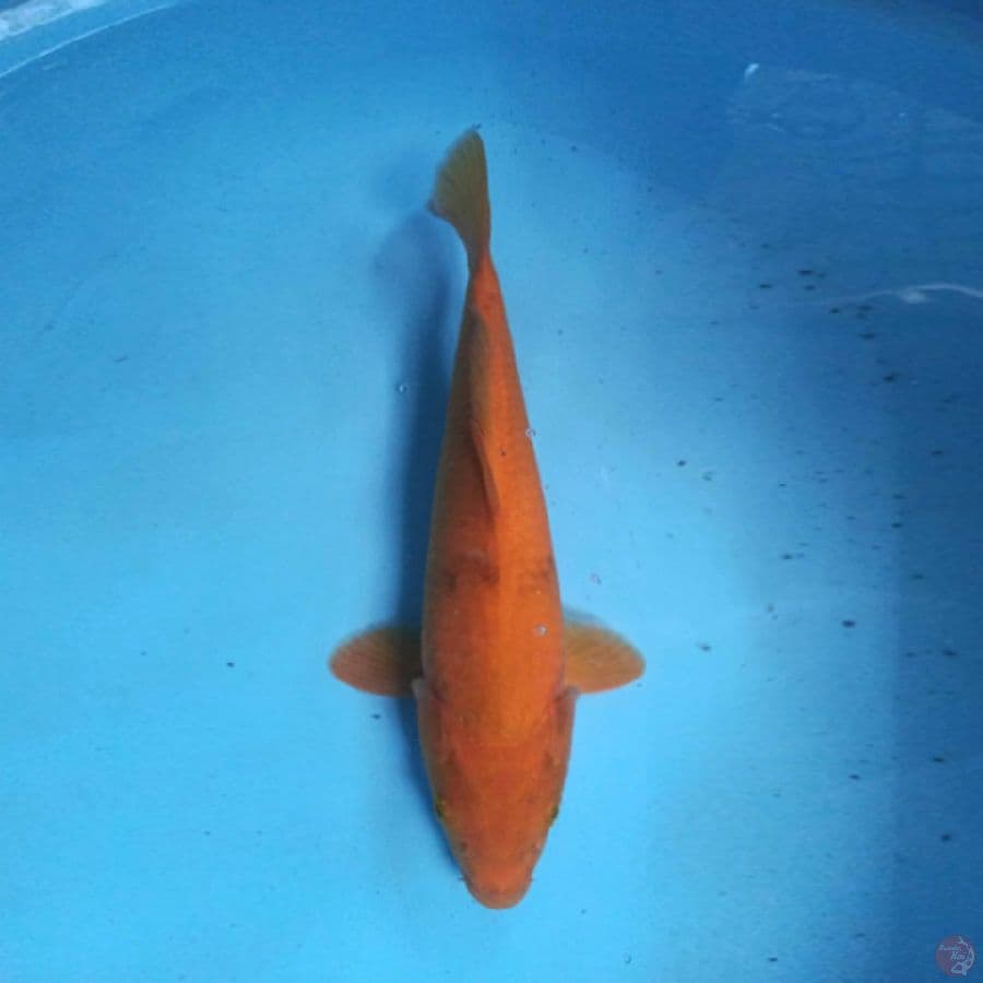 Chagoi 35cm