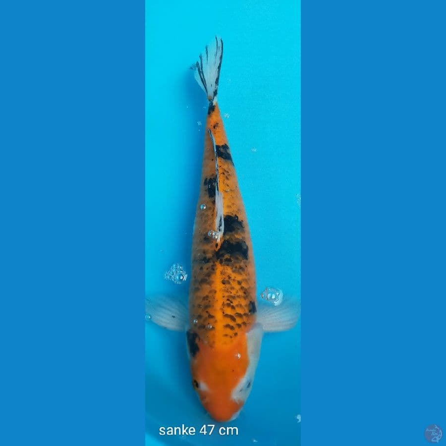 Sanke 47 cm