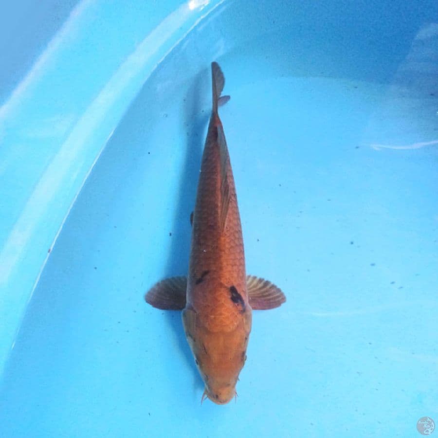 Chagoi 39cm