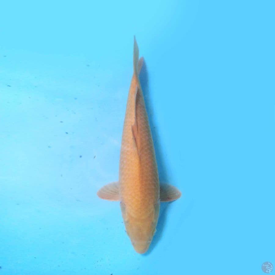 Karashi 40cm