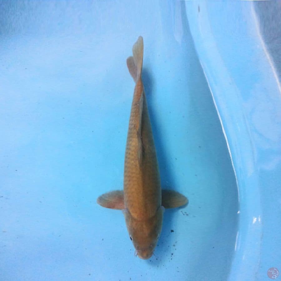 Midori 40cm