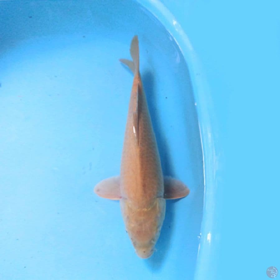 41cm Karashi F1 marudo