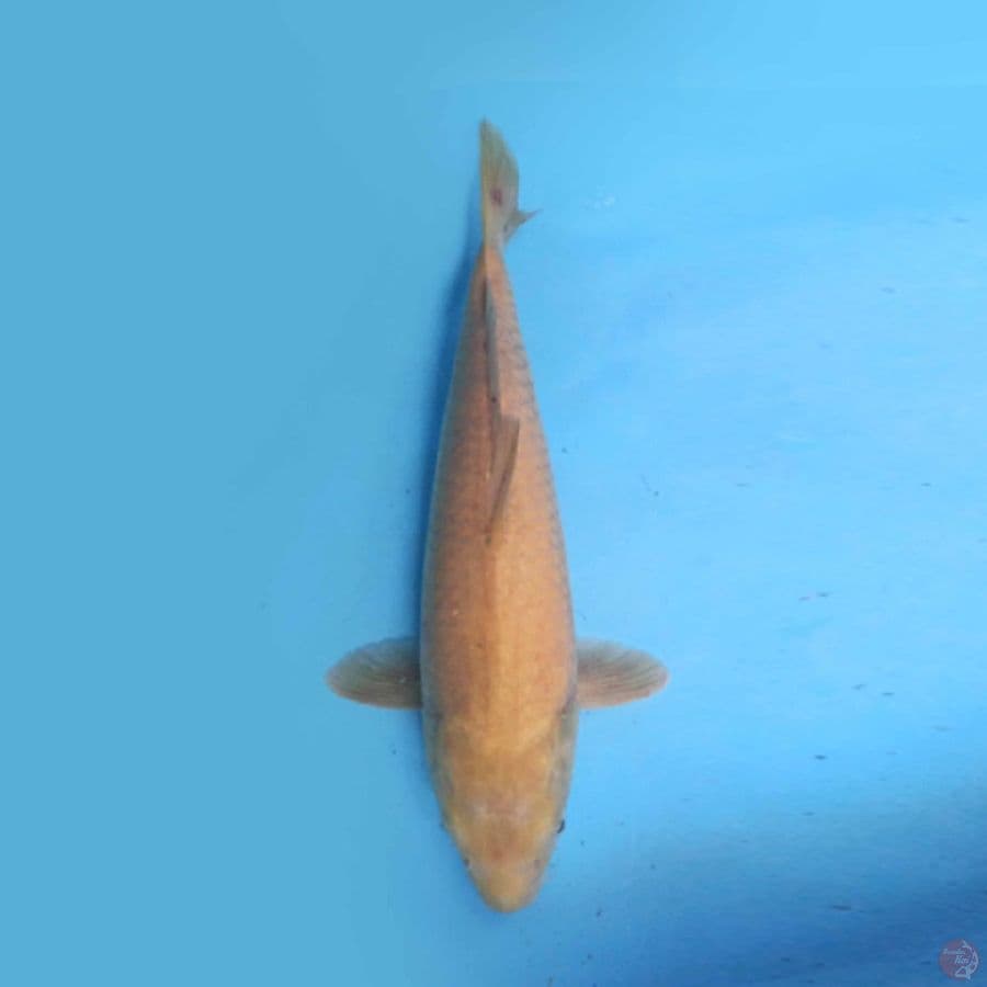42cm Karashi F1 marudo
