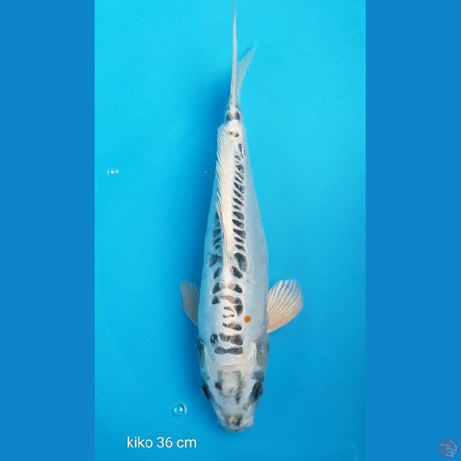 Kiko 36 cm