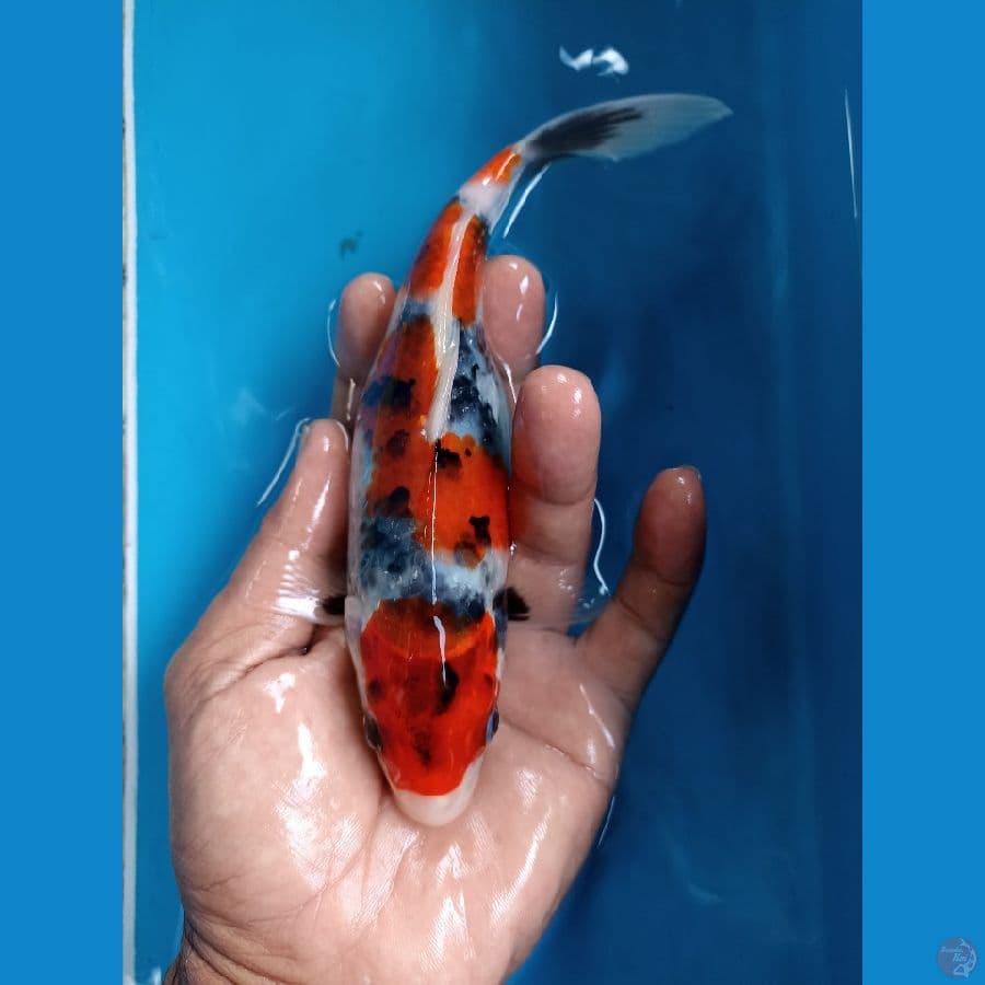showa 20cm