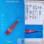 Sanke 28 cm Import Izumiya