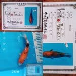 Showa 24cm Import ISA
