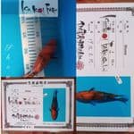 Showa 24cm Import ISA