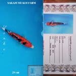 Sanke 29cm Import SAKAZUME