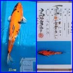 Showa Indukan 55cm Import Gendong Telur