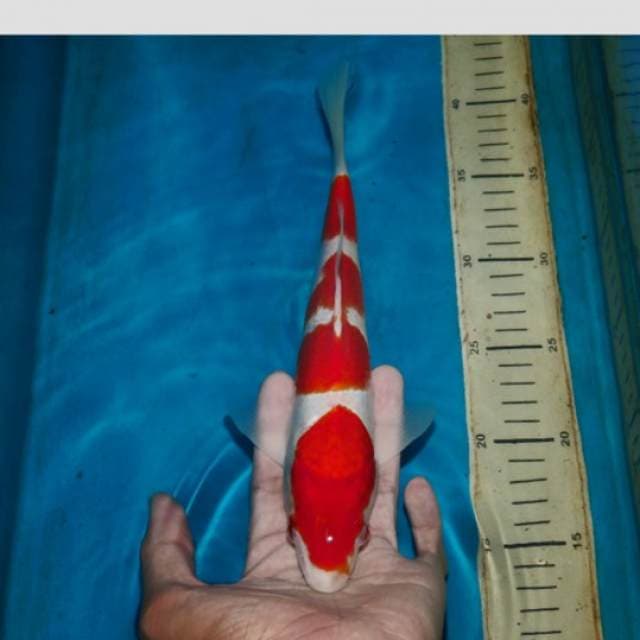 kohaku 4step merah darah