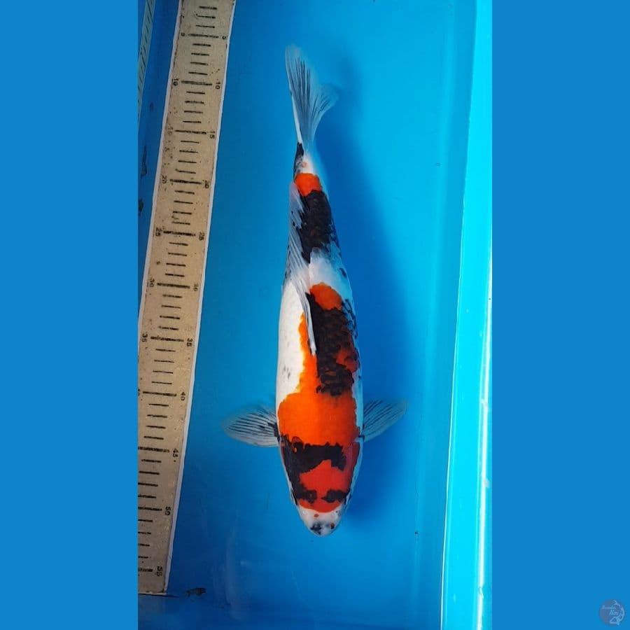 KINDAI SHOWA F1 42 cm