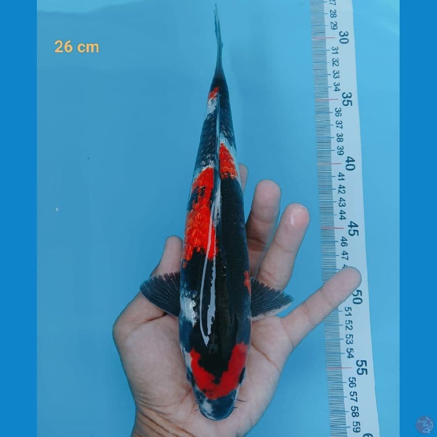 sq showa ginrin 26 cm