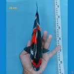 sq showa ginrin 26 cm