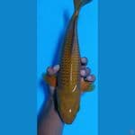 Karamel sz 35cm