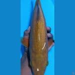cagoi karamel sz 39cm