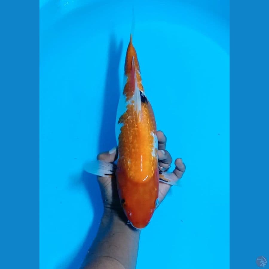 Showa ginrin sz 35cm