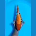 Showa ginrin sz 35cm