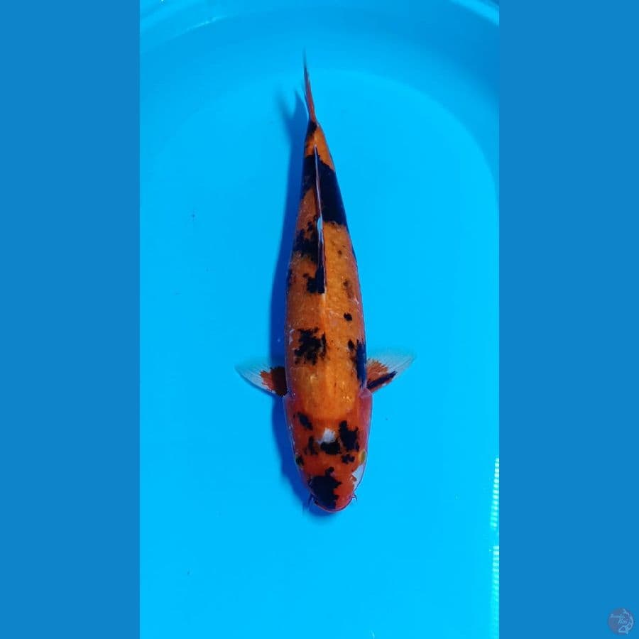 utsuri tembus 43cm