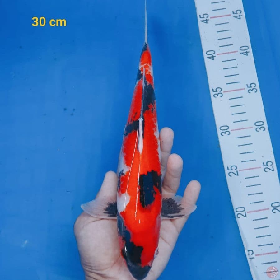 *SHOWA//ML/30 CM*