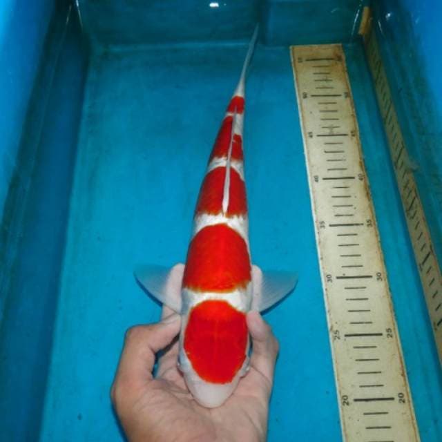 kohaku 5step merah darah
