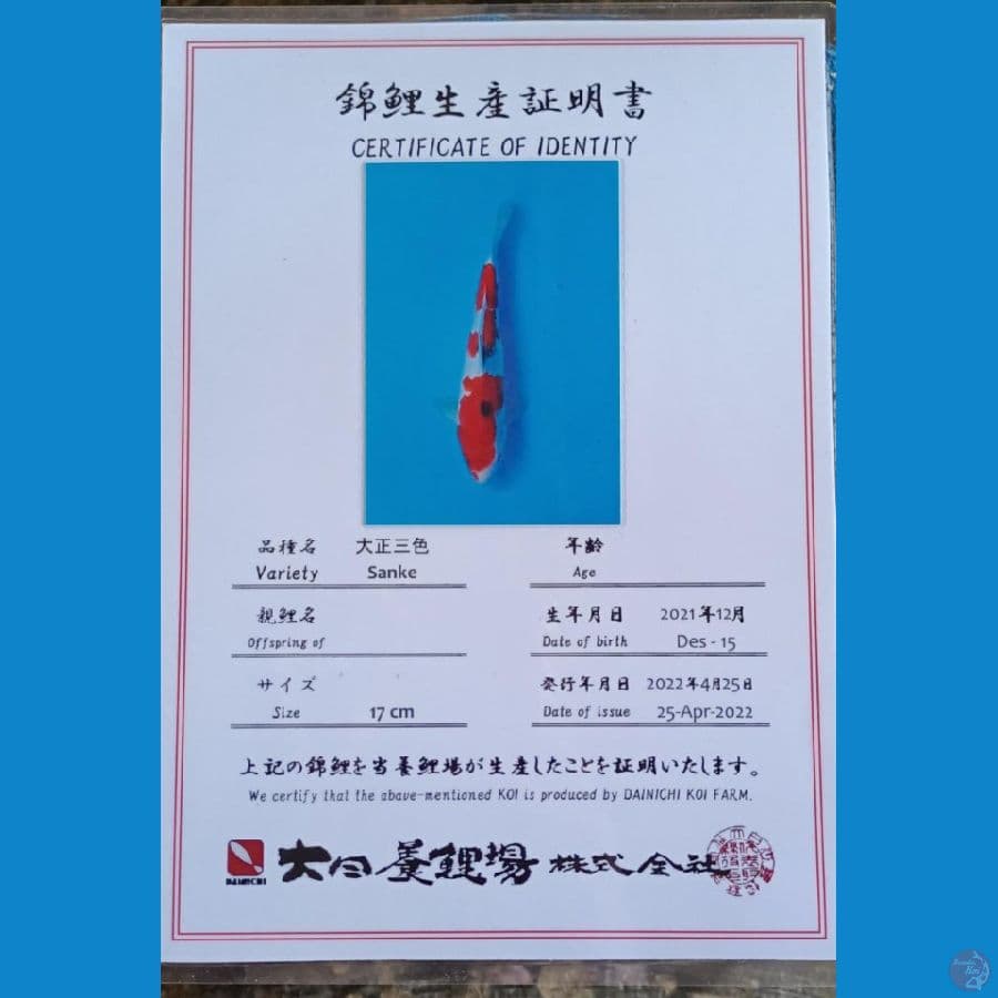 dainichi sanke sz 24cm