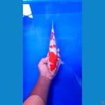 KOHAKU SISIK 29 CM JANTAN 