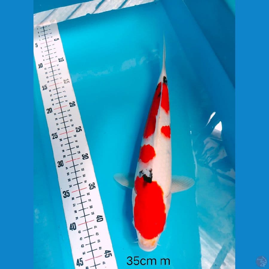 SANKE 35 CM MALE