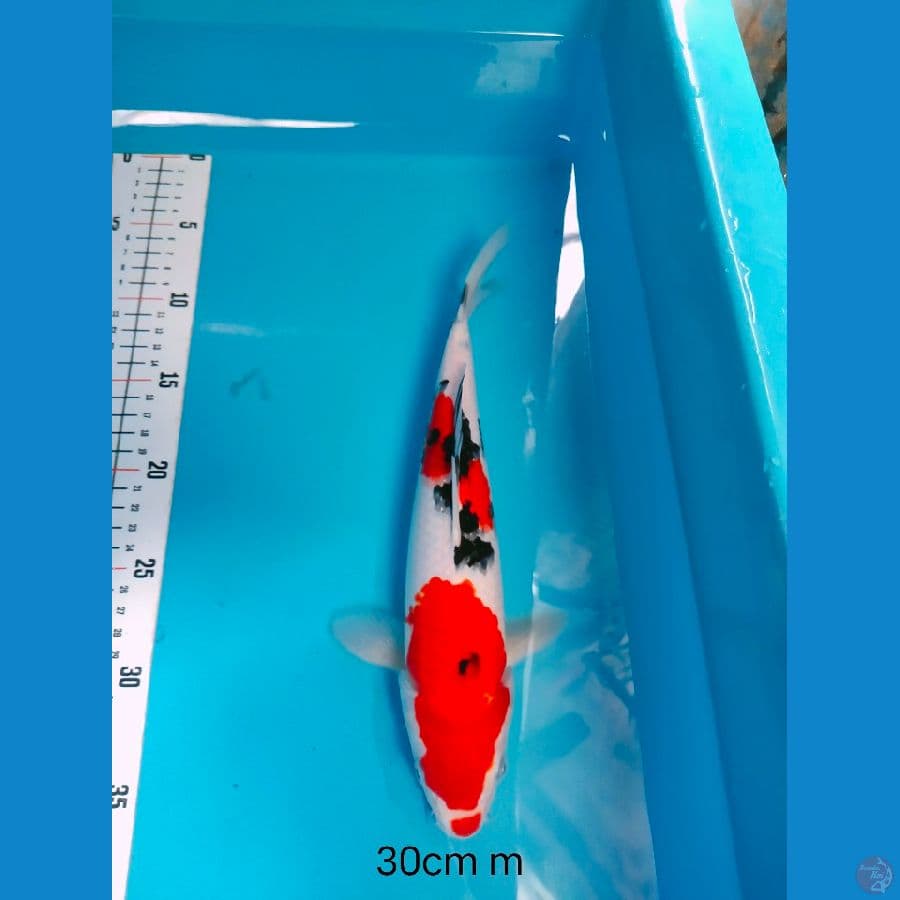 SANKE SQ 30 CM MALE
