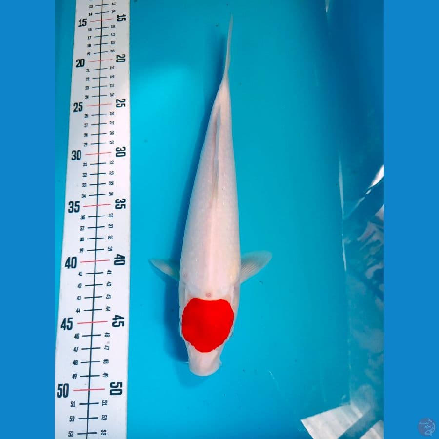 TANCO 30 CM MALE