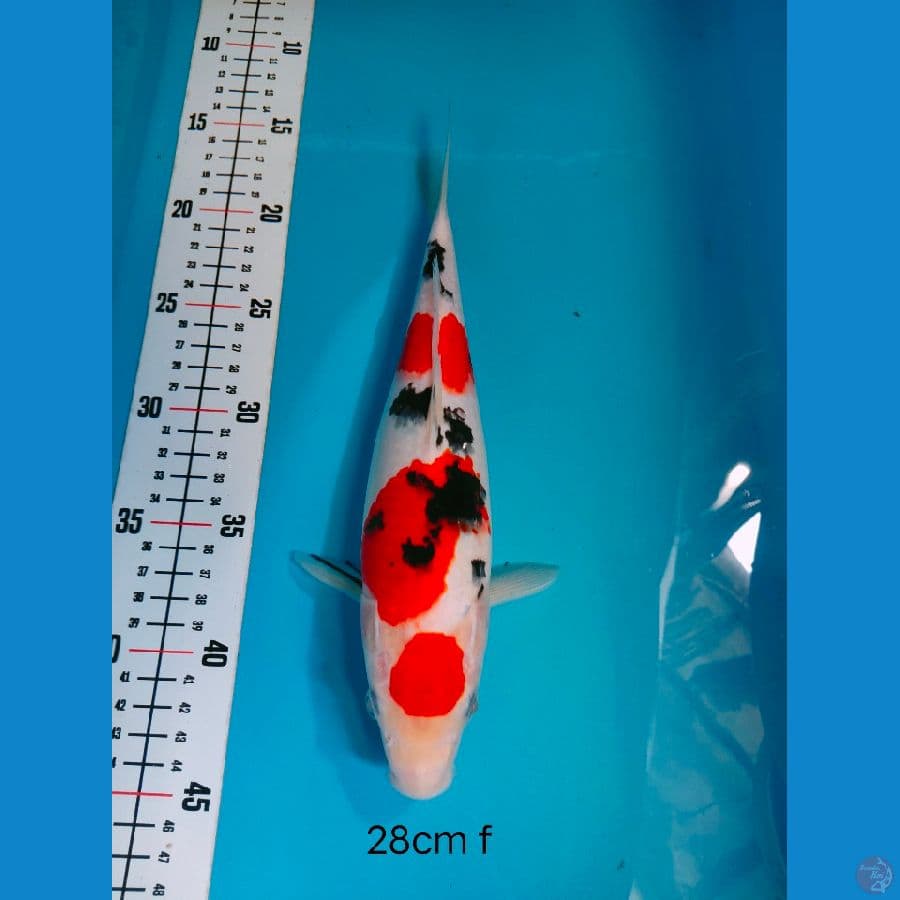 SANKE SQ 28 CM F