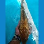 Jumbo Tosai full gindrin