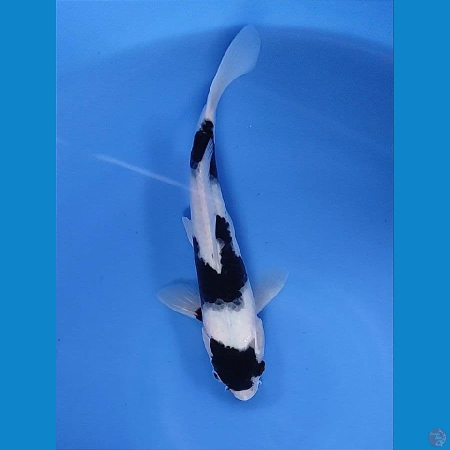 BUDO GOROMO 30CM