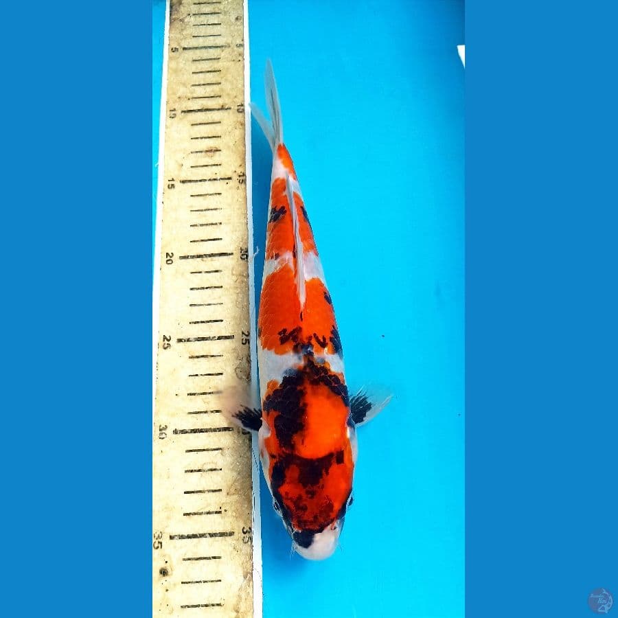 showa 25cm