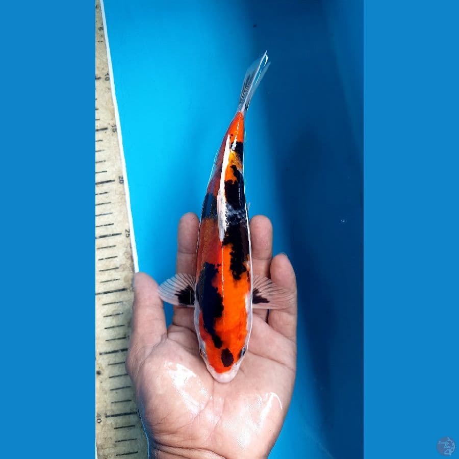 hi showa hikari 24cm