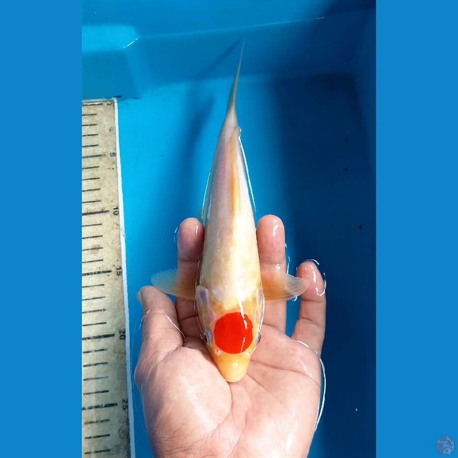 tancho kohaku 25cm