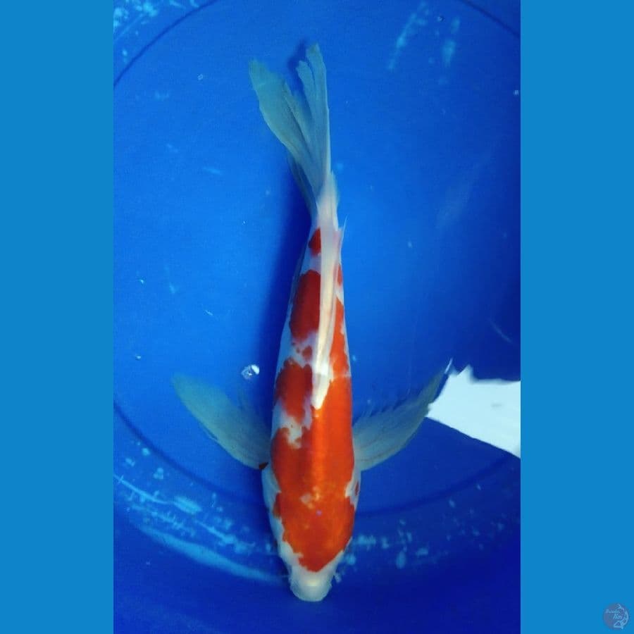kohaku kumpay 35cm jantan