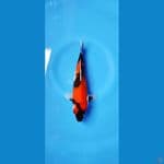 SHOWA SQ 21 cm kualitass
