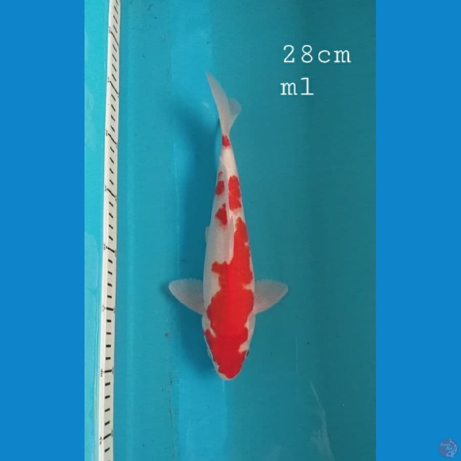 Kohaku 28cm/ml