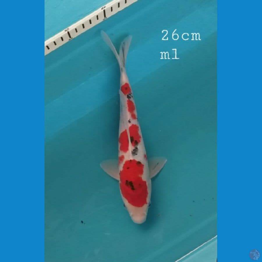 Sanke 26cm/ml