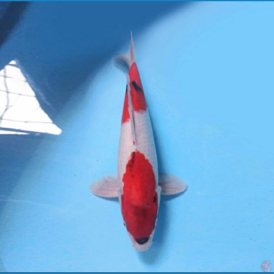 Showa 42 cm