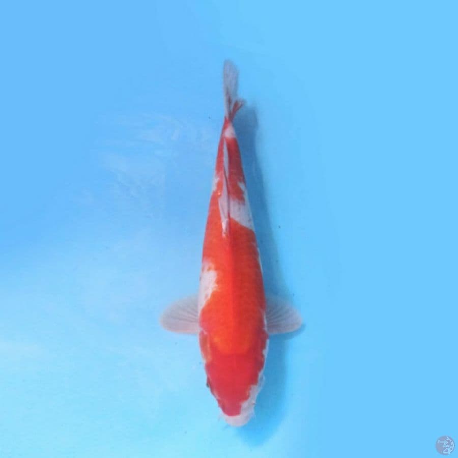 Kohaku 37
