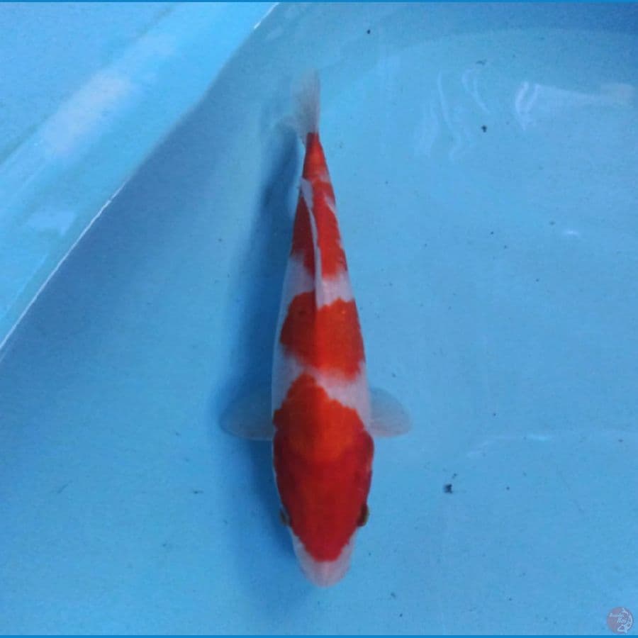 Kohaku 31 cm